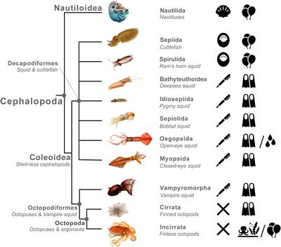 Frontiers | The Evolution Of Predator Avoidance In Cephalopods: A Case ...